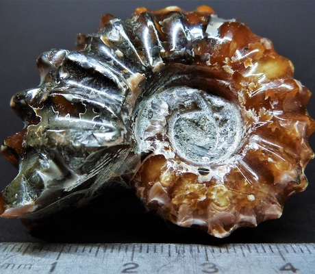 <a href="/photo-873867.html"><h2>Ambato-Boeni, Boeny, Madagascar</h2><p>Polished specimen which allows to see the serrated lobar lines, they correspond to the internal subdivisions of the shell.</p><p class="clickhere">Click here to view photo page on mindat.org</p></a>